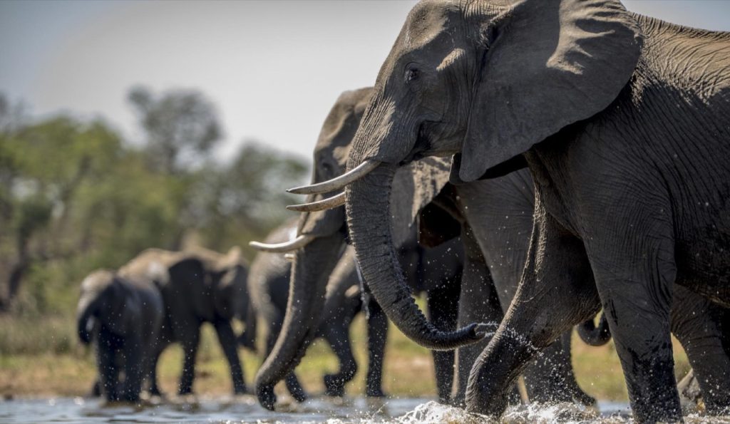 Good for guests, good for Tanzania