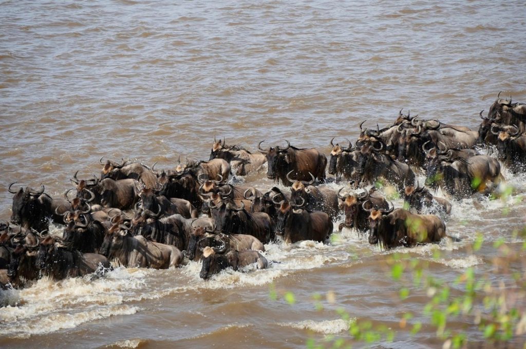 About Serengeti National Park