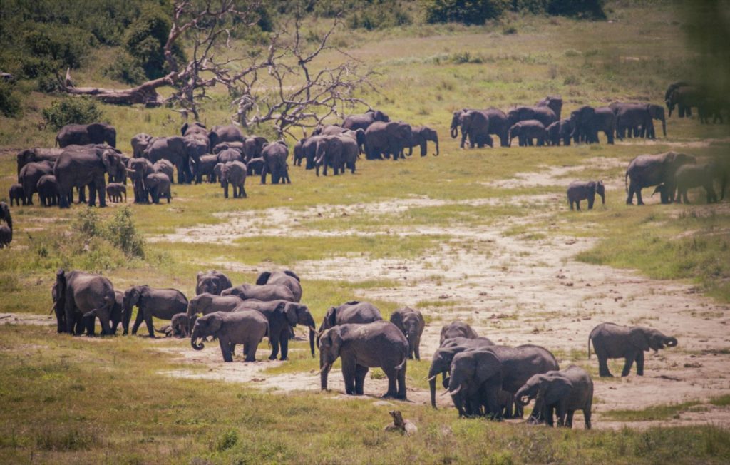 About Ruaha National Park